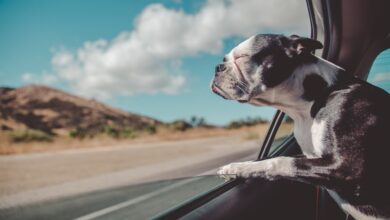 7 βασικά αξεσουάρ αυτοκινήτου αν έχετε σκύλο