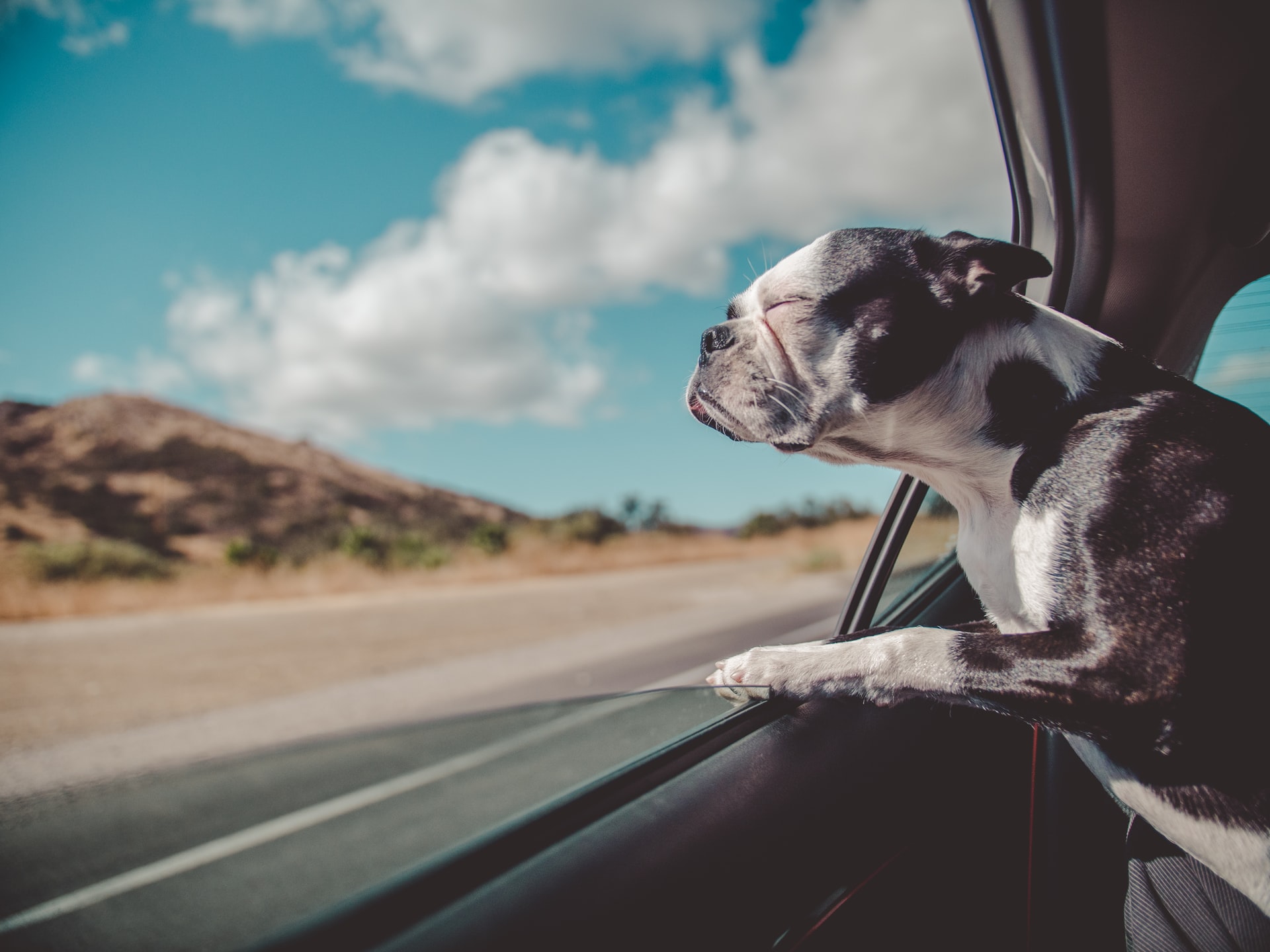 7 βασικά αξεσουάρ αυτοκινήτου αν έχετε σκύλο