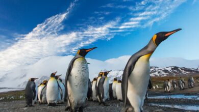 Δορυφόρος έφερε στο φως 11 νέες αποικίες αυτοκρατορικών πιγκουίνων στην Ανταρκτική 2